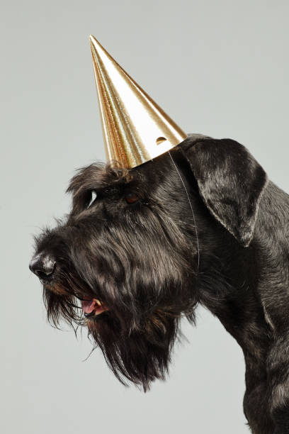 black terrier in party geburtstagshut - seventyfour stock-fotos und bilder