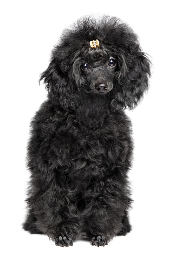 Toy Poodle, black *Freely pose of toy poodle that move stuffed toys 