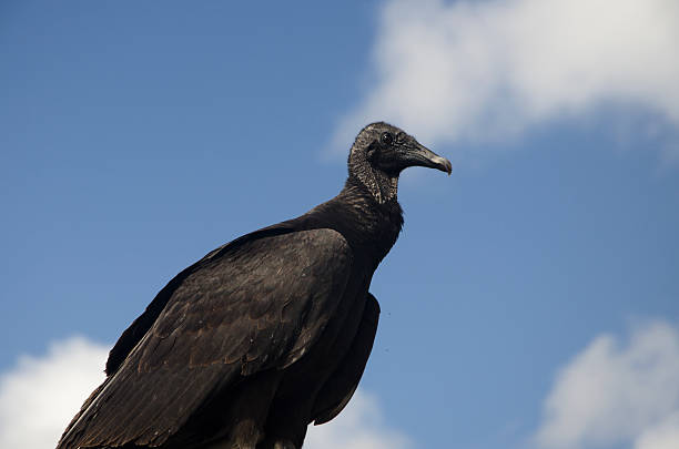 Black Vulture Coragyps atratus stock photo