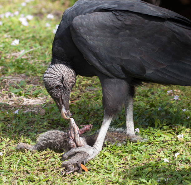 Black Vulture Feeding on Squirrel Carcass stock photo