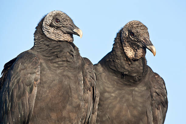 Black Vulture (Coragyps atratus) Black Vulture (Coragyps atratus) in Everglades National Park american black vulture stock pictures, royalty-free photos & images