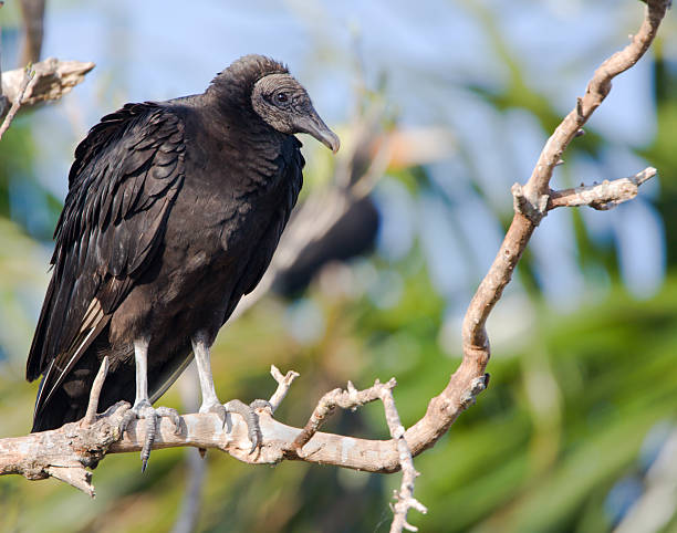Black Vulture American black vulture, Florida american black vulture stock pictures, royalty-free photos & images