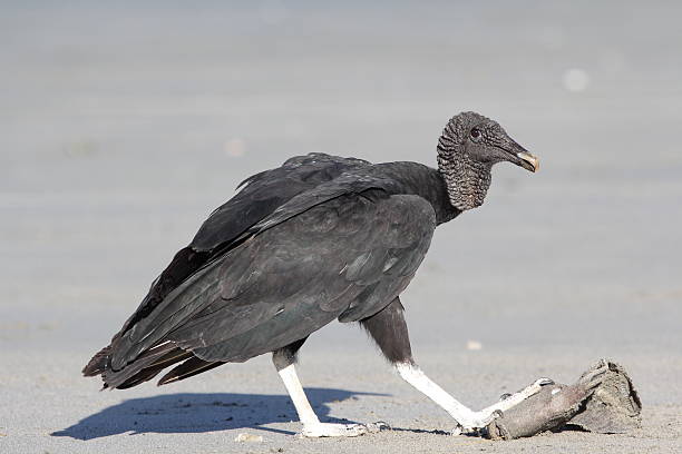 Black Vulture Black Vulture eating a fish on the Pacific ocean shore. american black vulture stock pictures, royalty-free photos & images