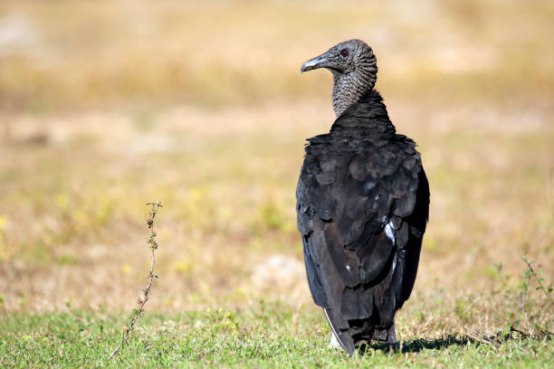 Black Vulture Black Vulture Sitting on the Ground. Rio Claro, Pantanal, Brazil american black vulture stock pictures, royalty-free photos & images