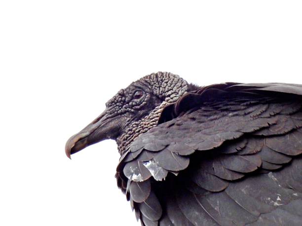 Black Vulture (Coragyps atratus) portrait Black Vulture profile american black vulture stock pictures, royalty-free photos & images