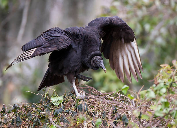 Black Vulture preparing to fly off  american black vulture stock pictures, royalty-free photos & images