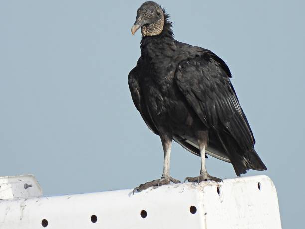 Black Vulture (Coragyps atratus) resting on top of a street light Black Vulture - profile american black vulture stock pictures, royalty-free photos & images