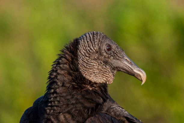 Black Vulture South Florida Family Cathartidae, bird cousin to Turkey Vulture, Black Vulture smaller, flies less frequently, less common, stocky,  short tail, bigger head, broad wings american black vulture stock pictures, royalty-free photos & images