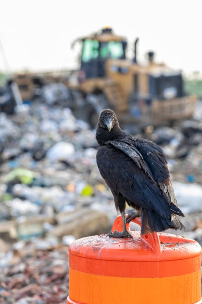 Black Vulture turns around and looks at the camera while a bulldozer works in the background at a landfill stock photo