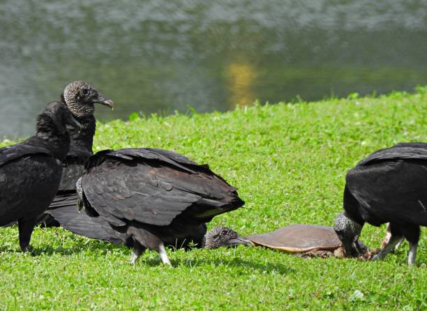 Black Vultures (Coragyps atratus) eating a Florida Softshell turtle Black Vultures profile american black vulture stock pictures, royalty-free photos & images