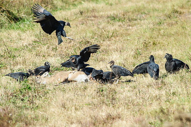 Black vultures feeding on deer carcass A group of black vultures gather around a deer carcass for feeding on the remains. american black vulture stock pictures, royalty-free photos & images