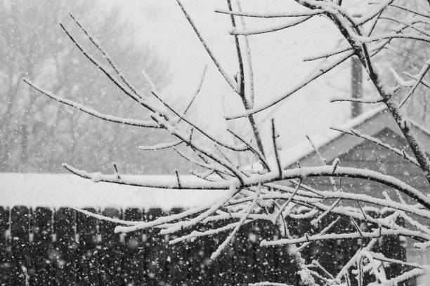 Black & White Backyard Snow Branches stock photo