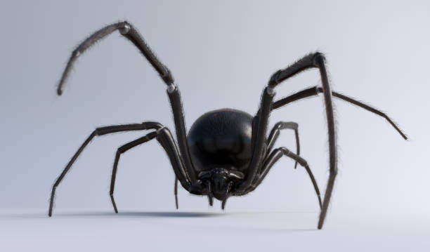 Black Widow Spider isolated on white Black Widow Spider spider stock pictures, royalty-free photos & images