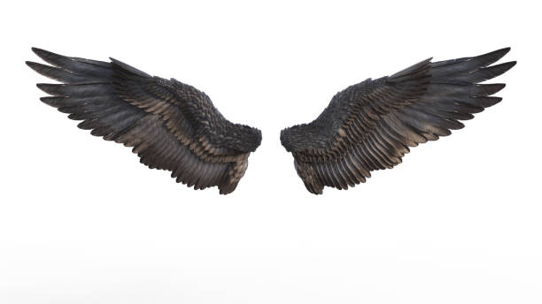 Black Wing 3d Illustration Demon Wings, Black Wing Plumage Isolated on White Background. animal wing stock pictures, royalty-free photos & images