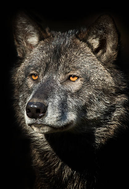 lobo retrato preto - wolf portrait - fotografias e filmes do acervo