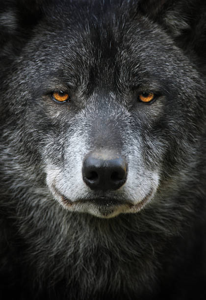 lobo retrato preto - wolf portrait - fotografias e filmes do acervo