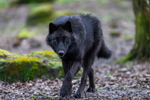 Black wolf walking in the forest