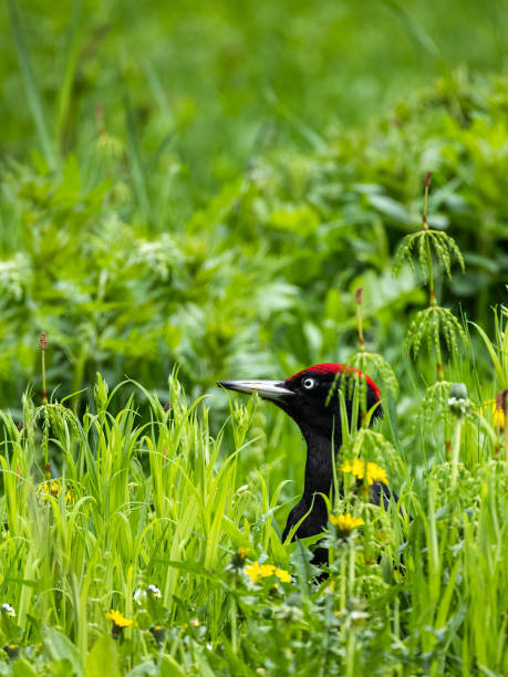 Black woodpecker stock photo