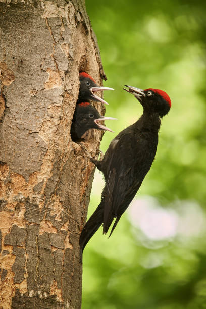 Black woodpecker (Dryocopus martius)  with two youngs in the nest hole. Wildlife scene from Czech forest. stock photo
