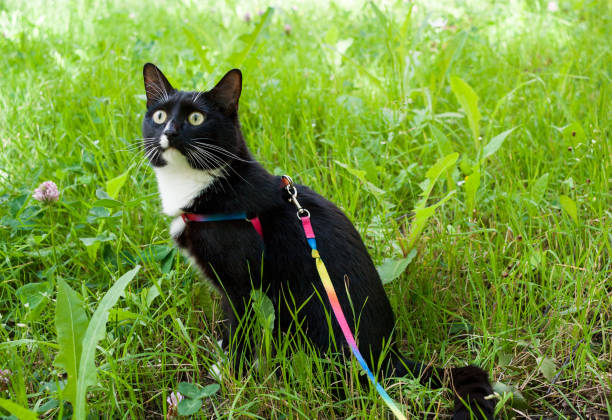 svartvit katt, gå på sele, sitter på grön äng och tittar noggrant uppåt. - cat leash bildbanksfoton och bilder