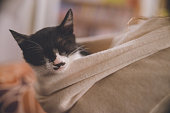 パーカーのボンネットで眠っている白黒の子猫。