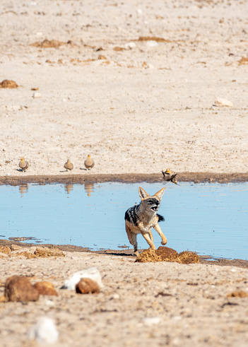 Black-backed Jackal (Lupulella mesomelas) hunting Namaqua sand grouse (Pterocles namaqua) at Ozonjuitji M'Bari Waterhole in Etosha National Park at Kunene Region, Namibia