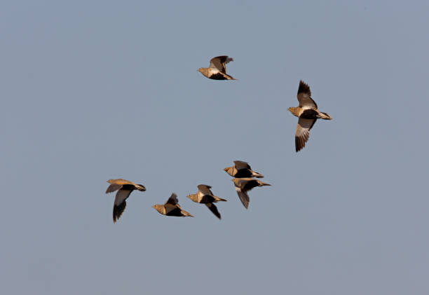 black-bellied sandgrouse - grouse flying imagens e fotografias de stock