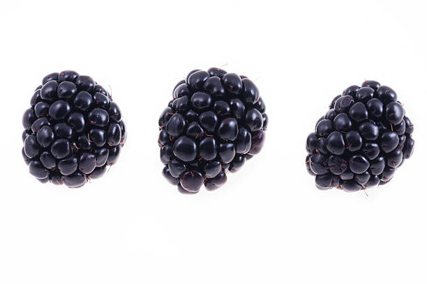 Blackberries stock photo