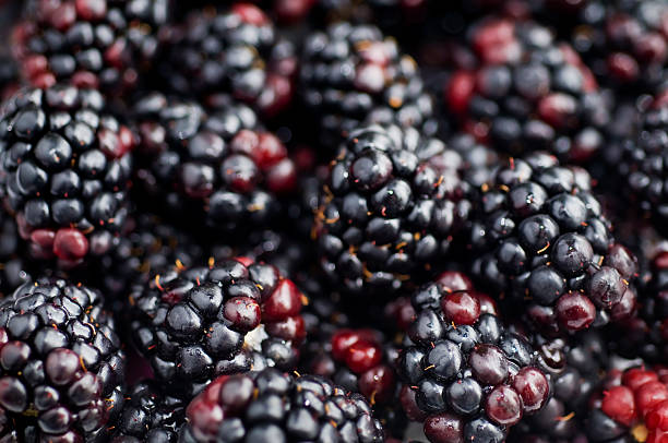 Blackberry Background Blackberry background.  Please see my portfolio for other food related images. blackberry fruit stock pictures, royalty-free photos & images