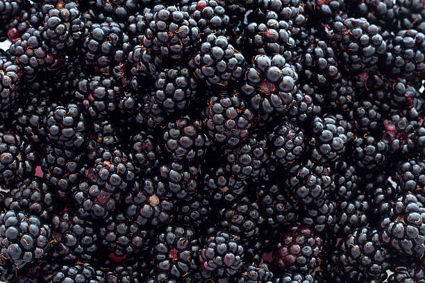 Blackberry Background "A close-up photograph of fresh, ripe blackberries." blackberry fruit stock pictures, royalty-free photos & images