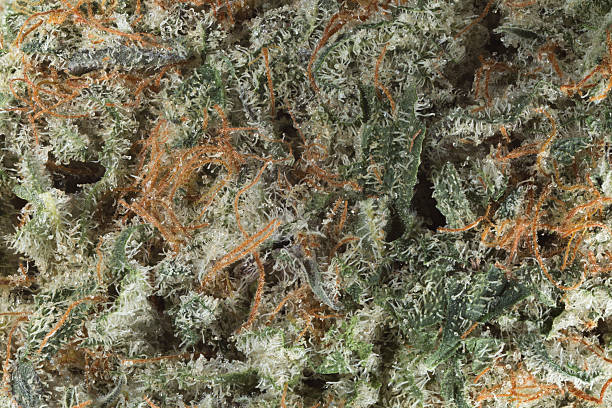 Blackberry Kush cannabis close-up stock photo
