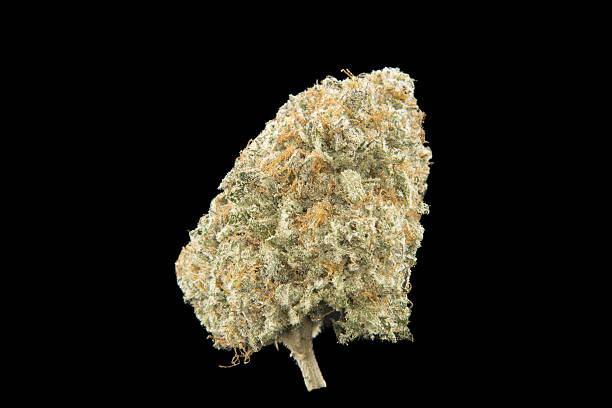 Blackberry Kush cannabis close-up stock photo