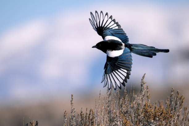 Black-billed magpie stock photo