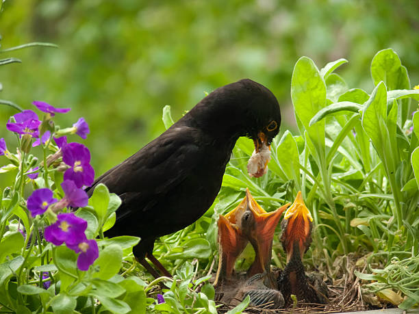 Blackbird babies and weird worm from father stock photo