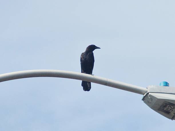 Blackbird on a Street Light Arm stock photo