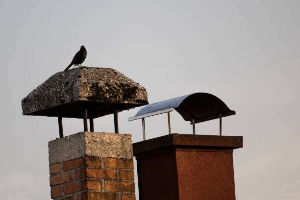blackbird sitting on chimney stock photo