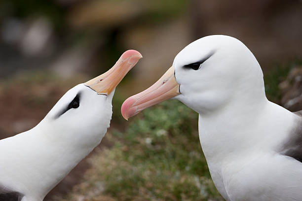 Black-browed Albatross stock photo
