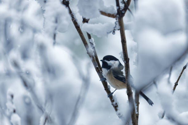 Black-capped chickadee perched in the middle of snow stock photo