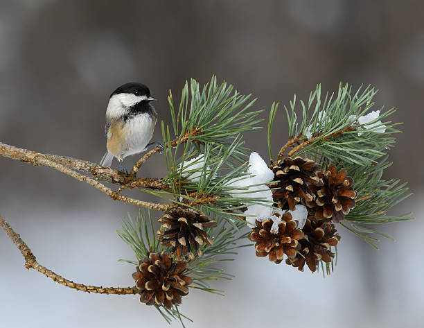 Black-Capped Chickadee Perched on Pie Tree Branch with Cones stock photo
