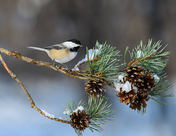 Black-Capped Chickadee Perched on Pie Tree Branch with Cones stock photo