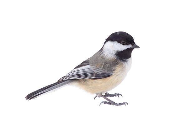 Black-capped Chickadee, Poecile atricapilla, Isolated stock photo