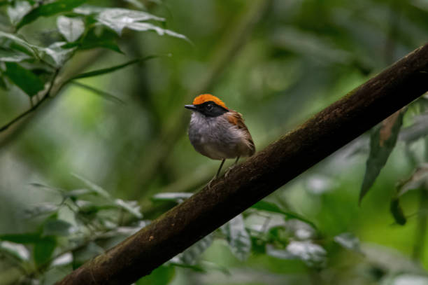 Black-cheeked Gnateater (Conopophaga melanops) perched on branch in rainforest. stock photo