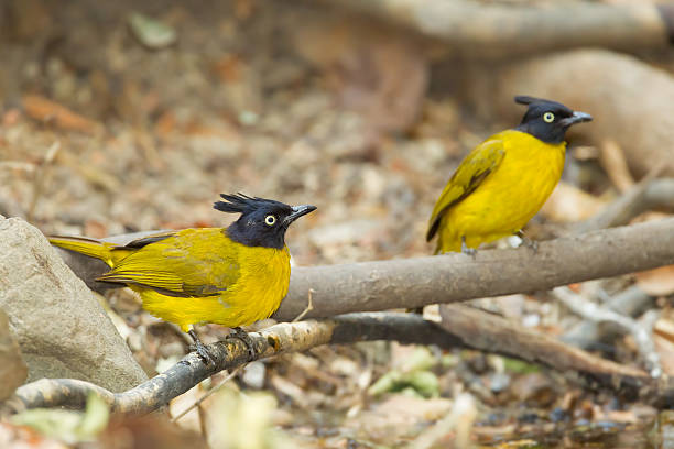 Black-crested Bulbul bird and his friend in nature