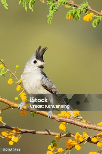 istock Black-Crested Titmouse perched in a flowering tree 1391650644