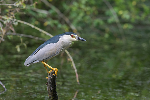 Male black-crowned night heron (Nycticorax nycticorax) perching on a stick.