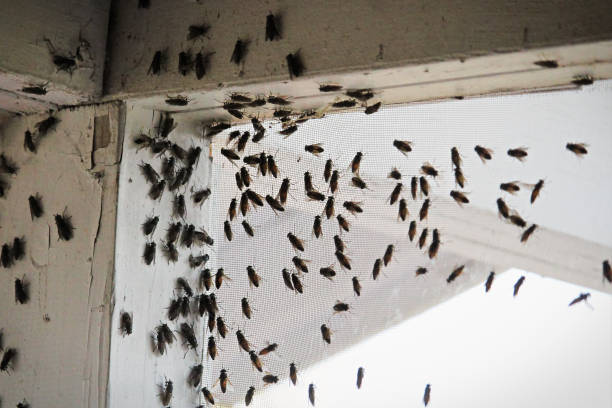 blackflies zwermen in de hoek van een gebouw op een venster scherm - huisvlieg stockfoto's en -beelden