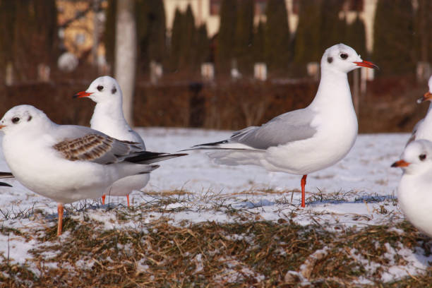 Black-headed gulls in cold winter on river bank stock photo
