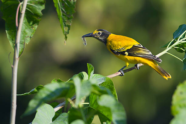 Black-hooded oriole eating carterpillar in Nepal species Oriolus xanthornus terai stock pictures, royalty-free photos & images