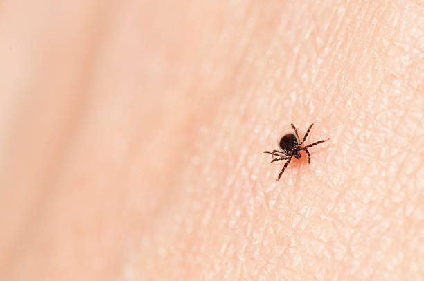 Blacklegged tick Closeup of a blacklegged tick on a skin surface. lyme disease stock pictures, royalty-free photos & images
