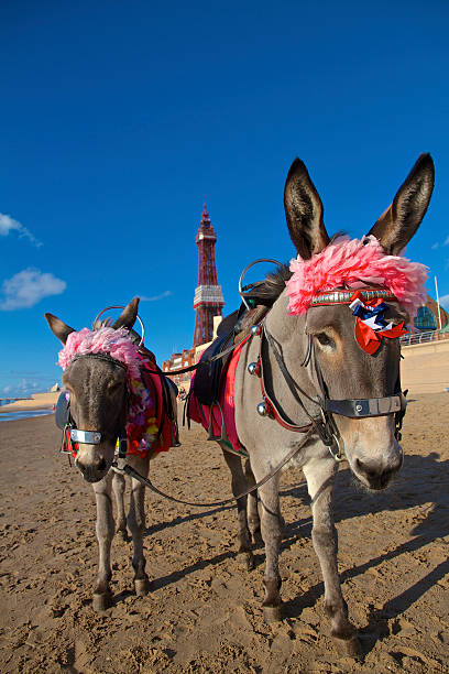 Blackpool Seaside Donkeys on the sandy beach Two beautiful donkeys on the sand of Blackpool beach, ready to take children on paid rides.  Photographed on a sunny day with deep blue sky and Blackpool Tower defocused in the distance. blackpool tower stock pictures, royalty-free photos & images